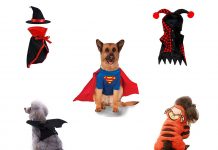 15-Best-Creative-Cheap-Pet-Halloween-Costume-Ideas-2019-F